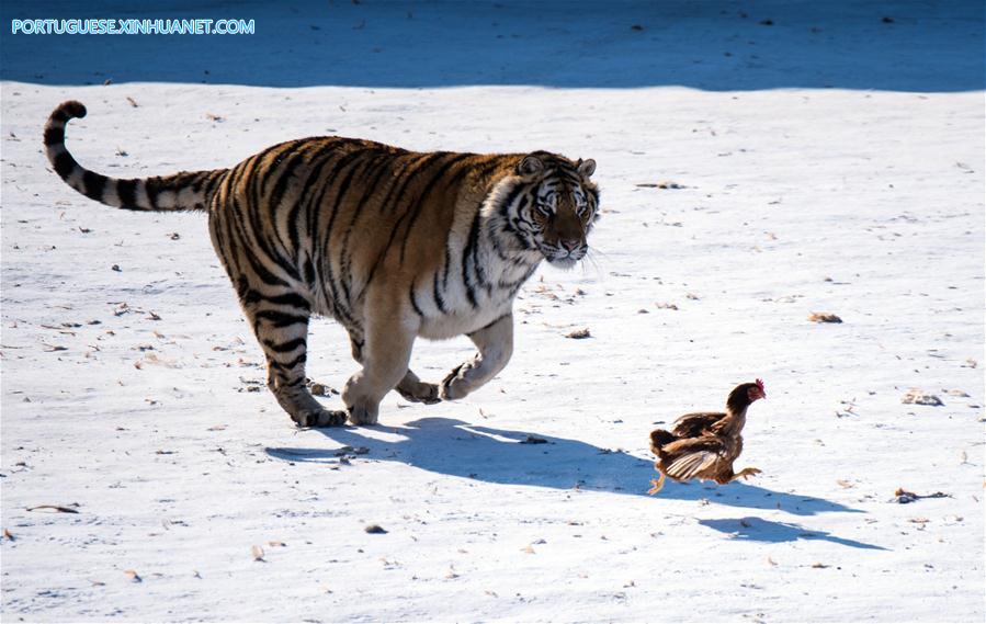 Tigres-da-Sibéria fazem treinamento de recuperação da vida selvagem em Harbin