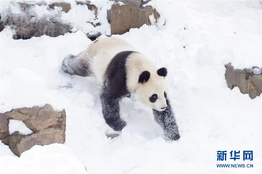 Galeria: Panda gigante brinca na neve