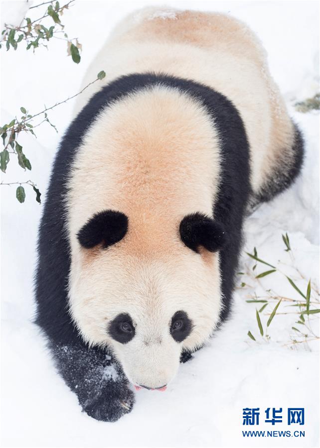 Galeria: Panda gigante brinca na neve