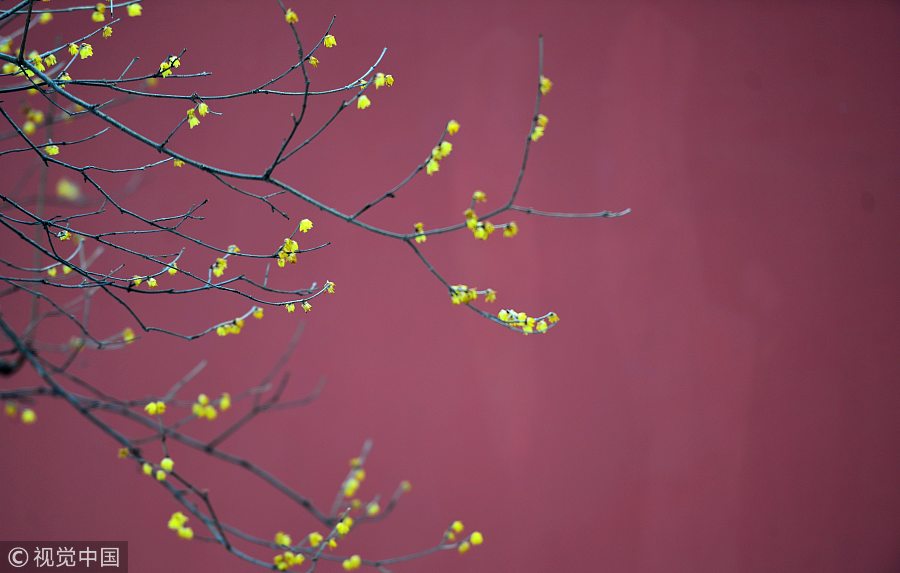 Galeria: Festival de Flores de Ameixa inaugurado em Nanjing