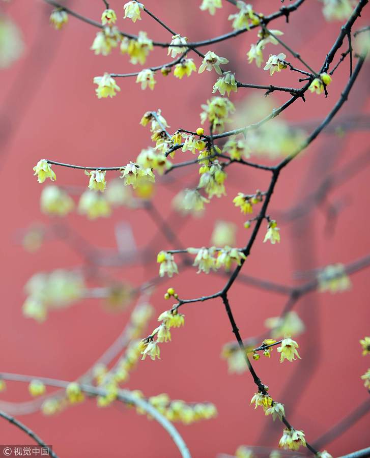 Galeria: Festival de Flores de Ameixa inaugurado em Nanjing