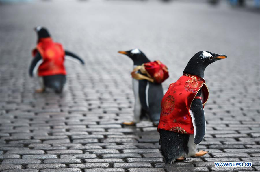 Galeria: Pinguins com vestes da dinastia Tang em Harbin