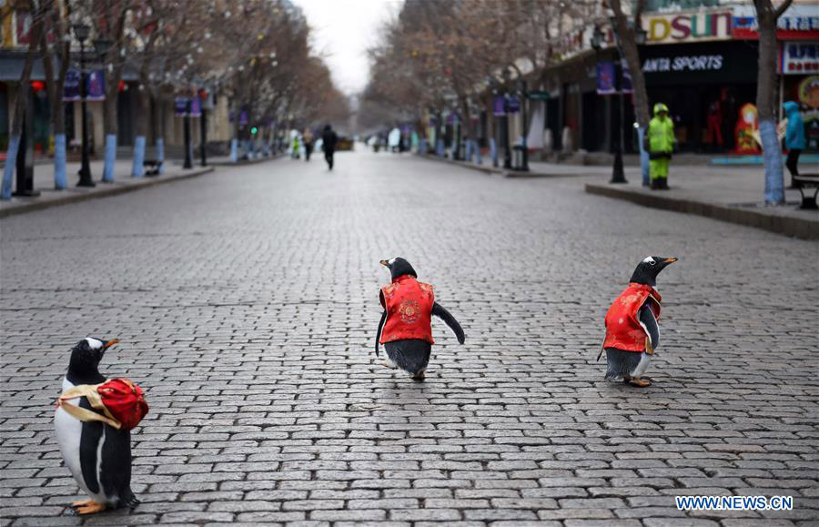 Galeria: Pinguins com vestes da dinastia Tang em Harbin