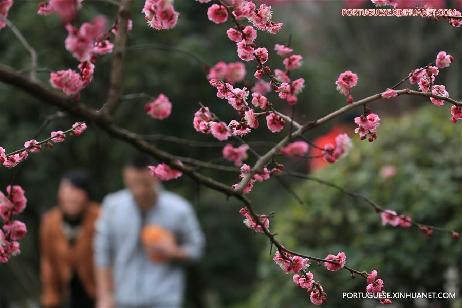Floração de ameixeiras anunciam chegada da primavera na China