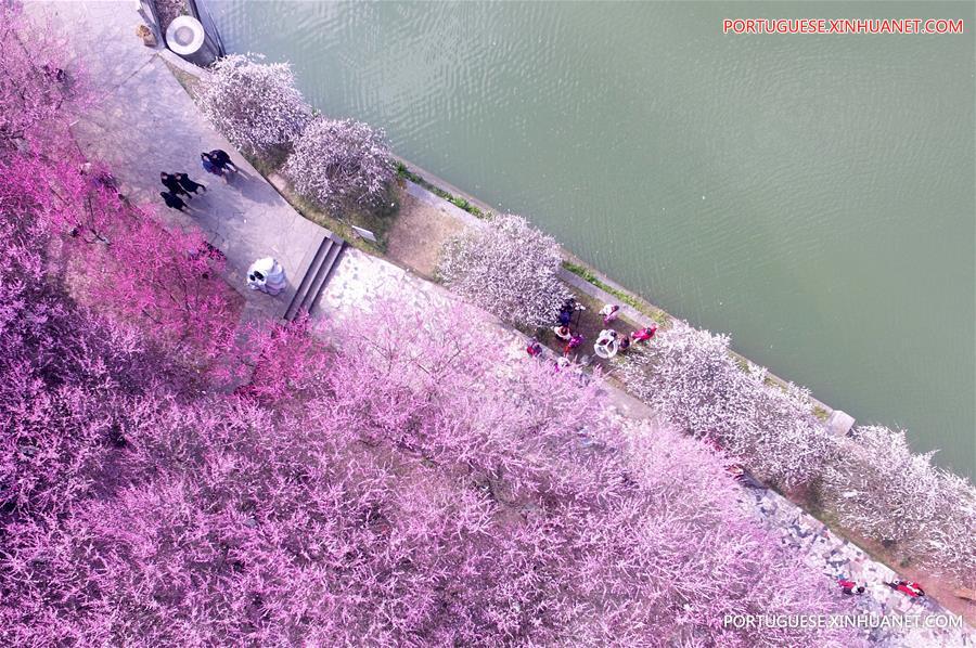 Floração de ameixeiras anunciam chegada da primavera na China