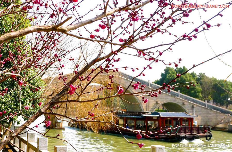 Floração de ameixeiras anunciam chegada da primavera na China