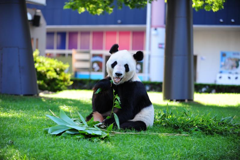 Panda gigante distinguido com prêmio de “melhor animal” no Japão