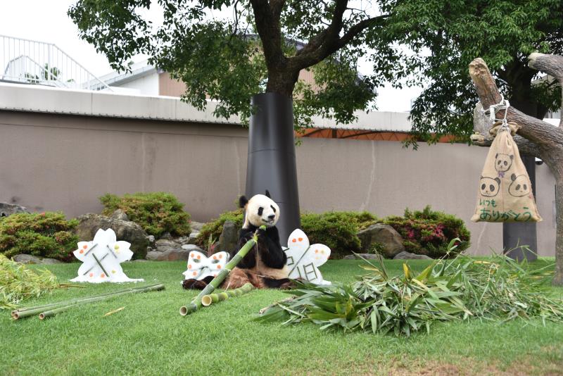 Panda gigante distinguido com prêmio de “melhor animal” no Japão