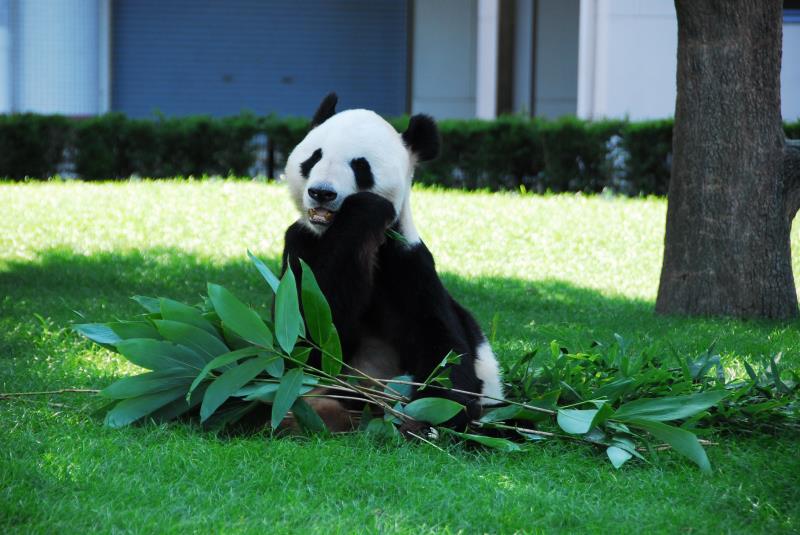 Panda gigante distinguido com prêmio de “melhor animal” no Japão