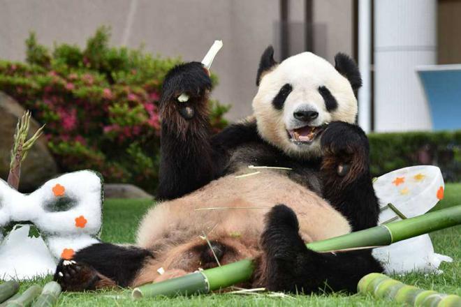 Panda gigante distinguido com prêmio de “melhor animal” no Japão