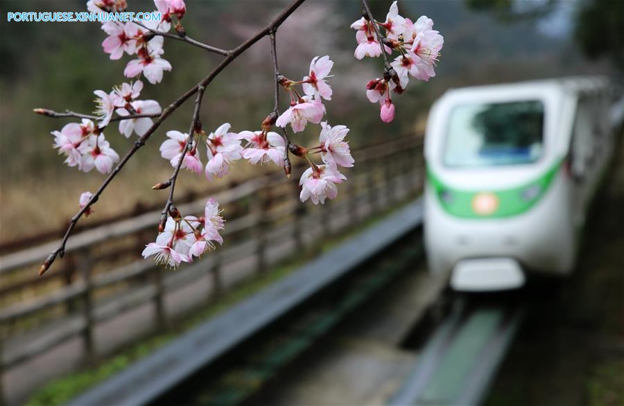 Estação das flores transforma paisagens na China