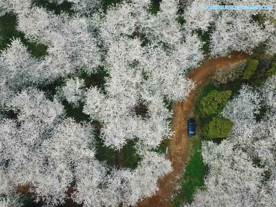 Cerejeiras em floração em Guizhou