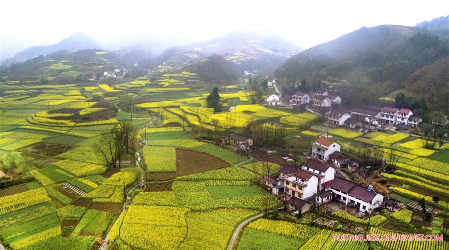 Campos de trigo e canola em floração em Shaanxi