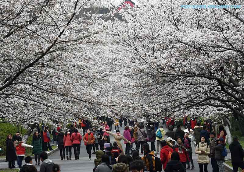 Galeria: flores de cerejeira na Universidade Florestal de Nanjing