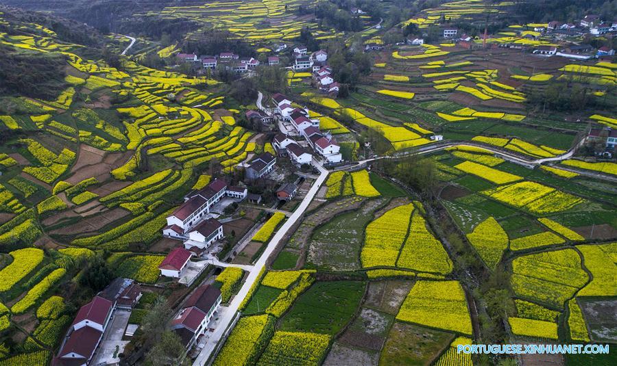 Campo de canola em floração em Shaanxi, noroeste da China