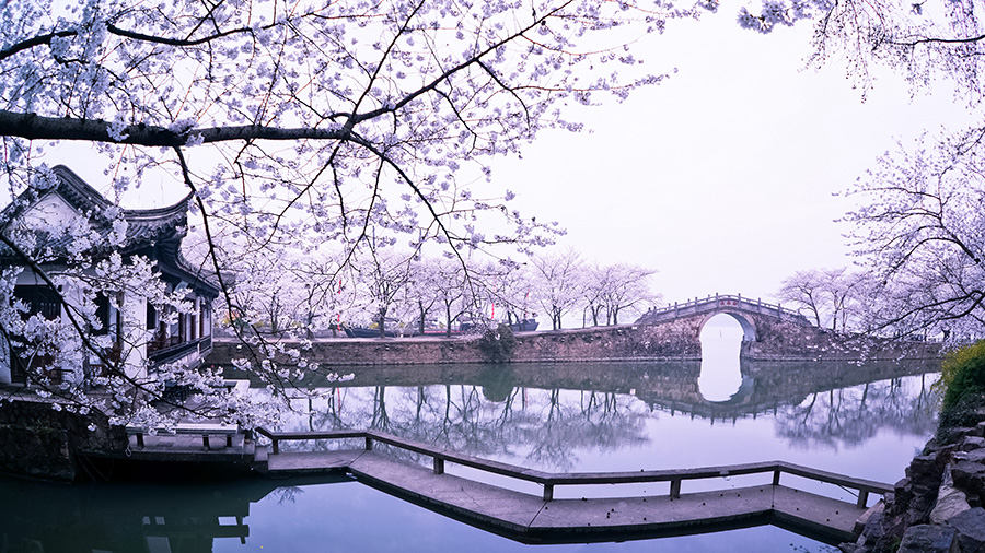 Galeria: Flores de cerejeira desabrocham em Wuxi