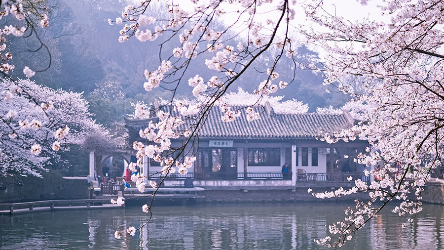 Galeria: Flores de cerejeira desabrocham em Wuxi