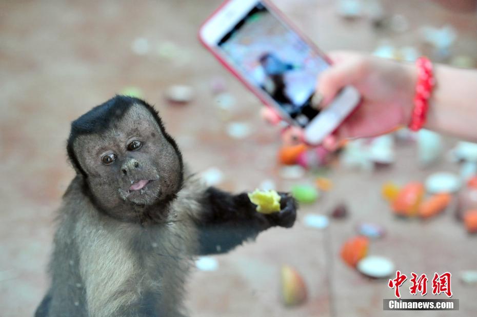 Macaco com expressões faciais como humanas fica popular em redes sociais chinesas