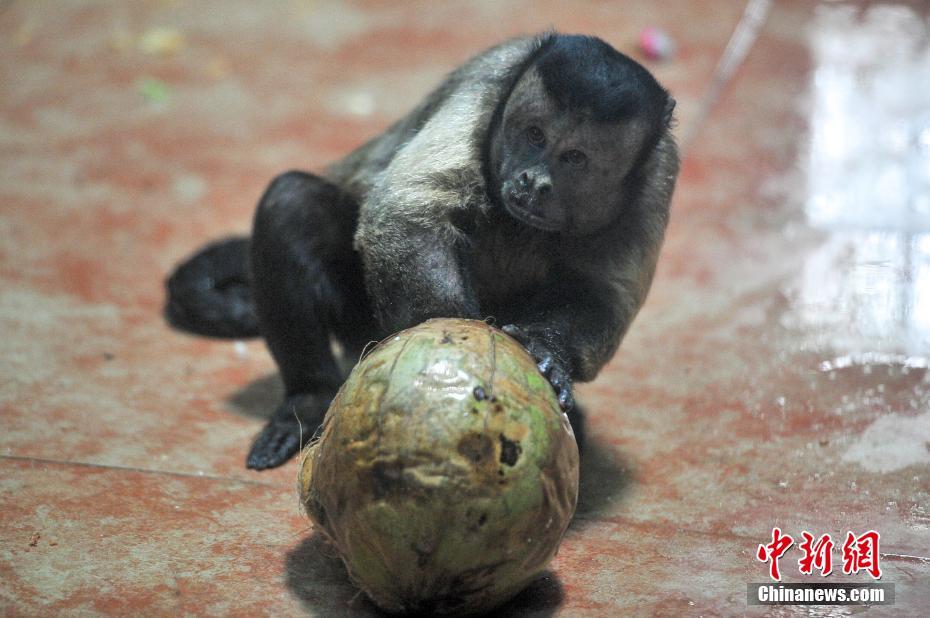 Macaco com expressões faciais como humanas fica popular em redes sociais chinesas