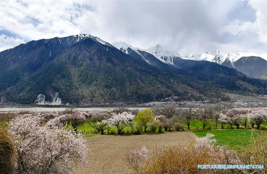 Flores de pêssego no distrito de Bomi do Tibete, sudoeste da China