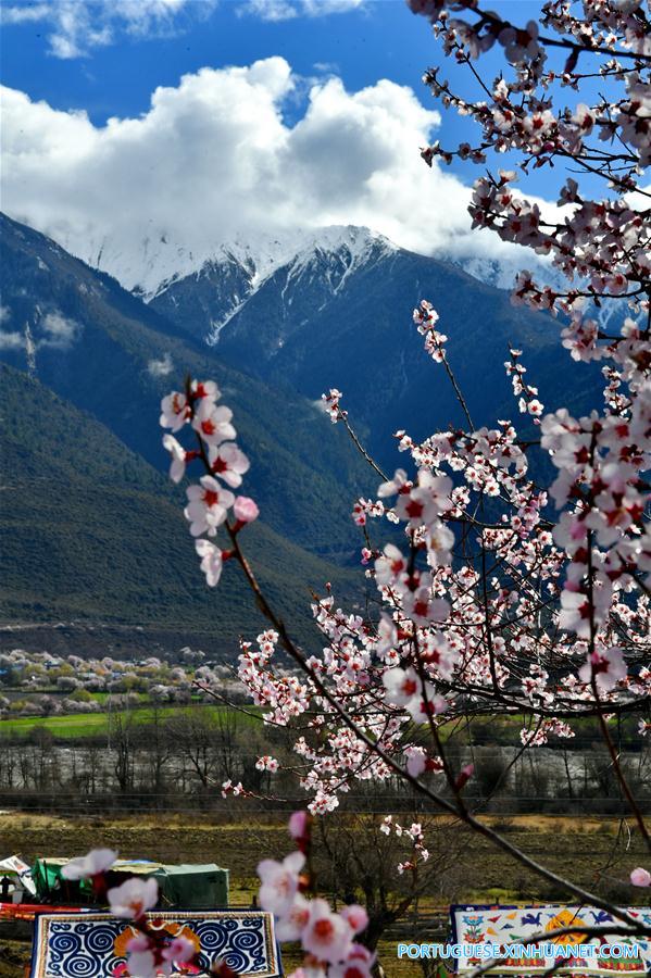 Flores de pÃªssego no distrito de Bomi do Tibete, sudoeste da China