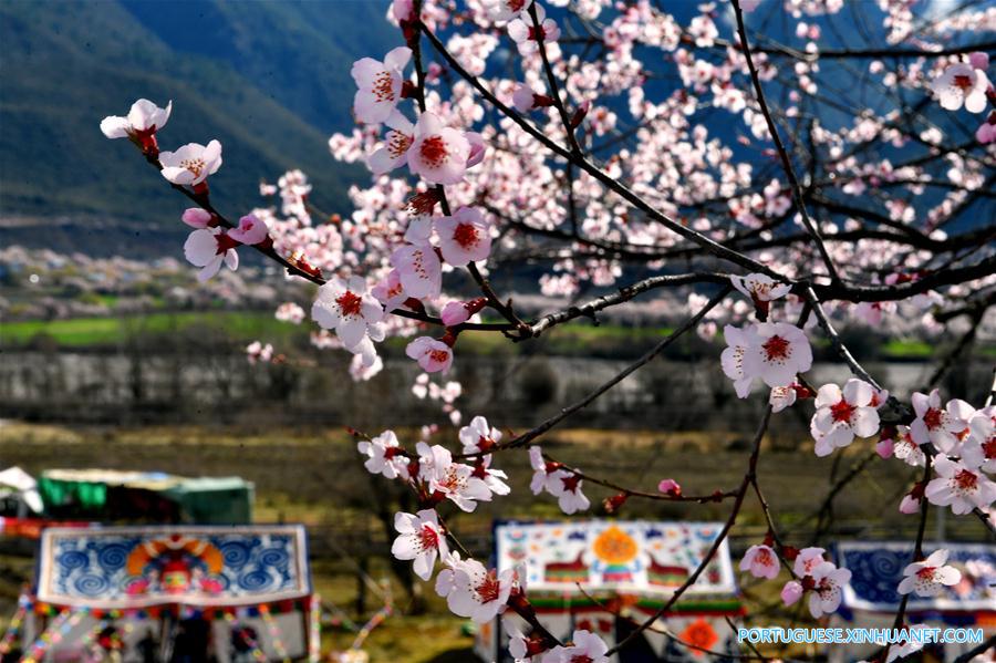 Flores de pêssego no distrito de Bomi do Tibete, sudoeste da China