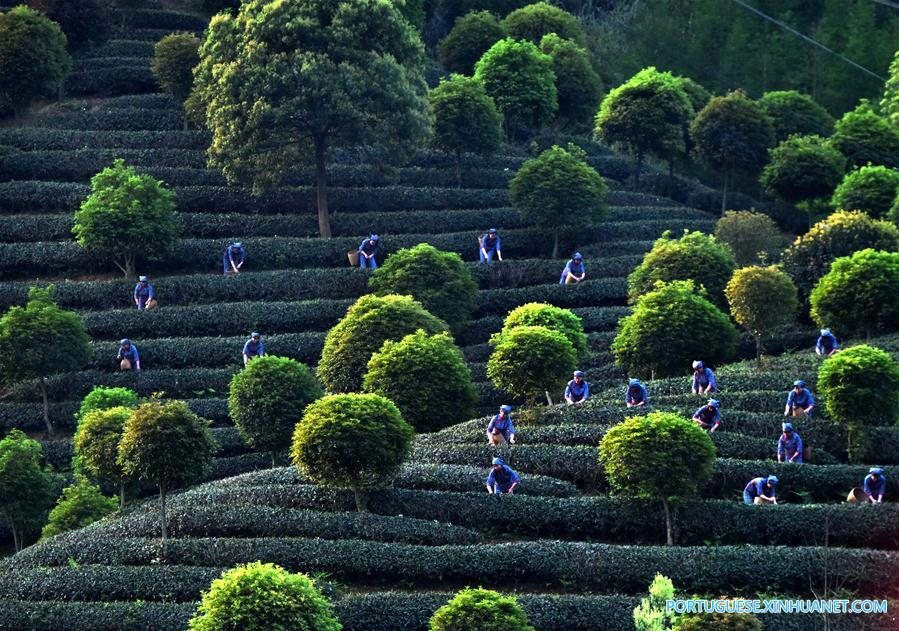 Galeria: Colheita de chá na China