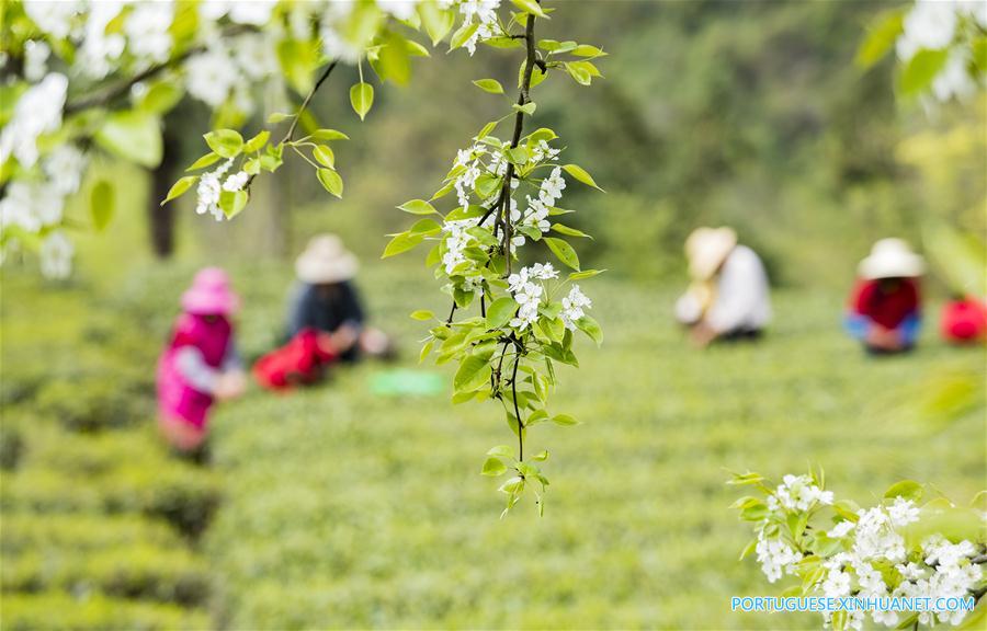 Galeria: Colheita de chá na China