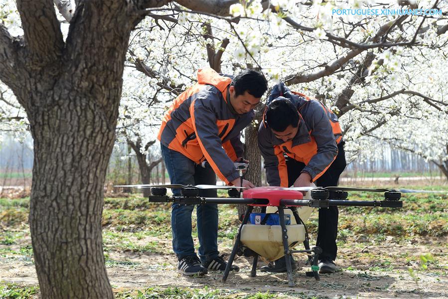 Drones usados para polinização no norte da China