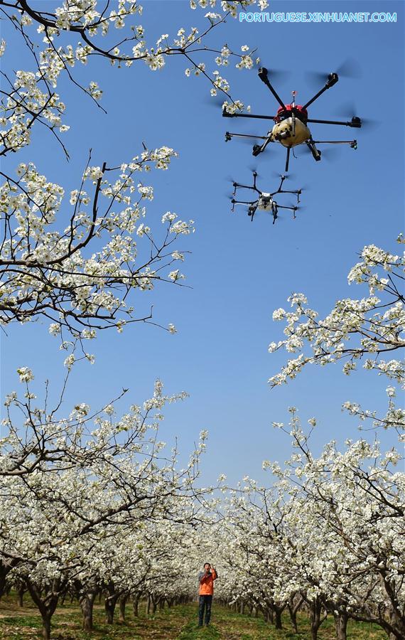 Drones usados para polinização no norte da China