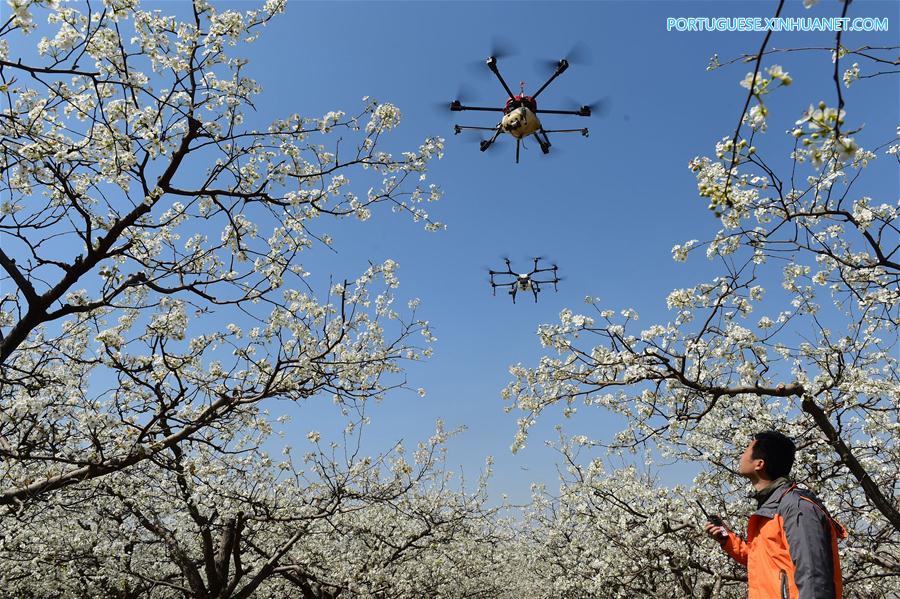 Drones usados para polinização no norte da China