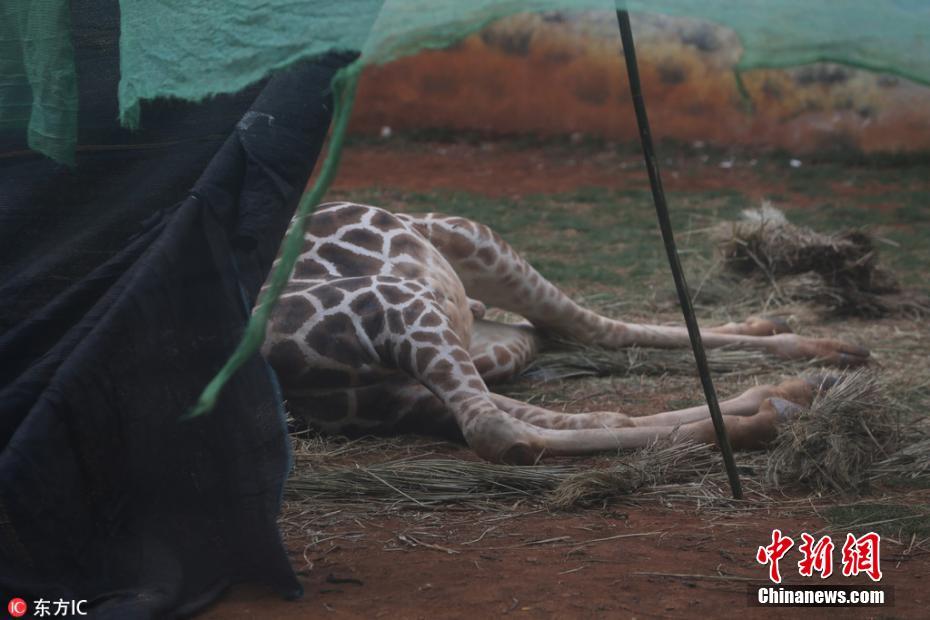 Girafa morre em zoológico chinês após ficar presa em árvore