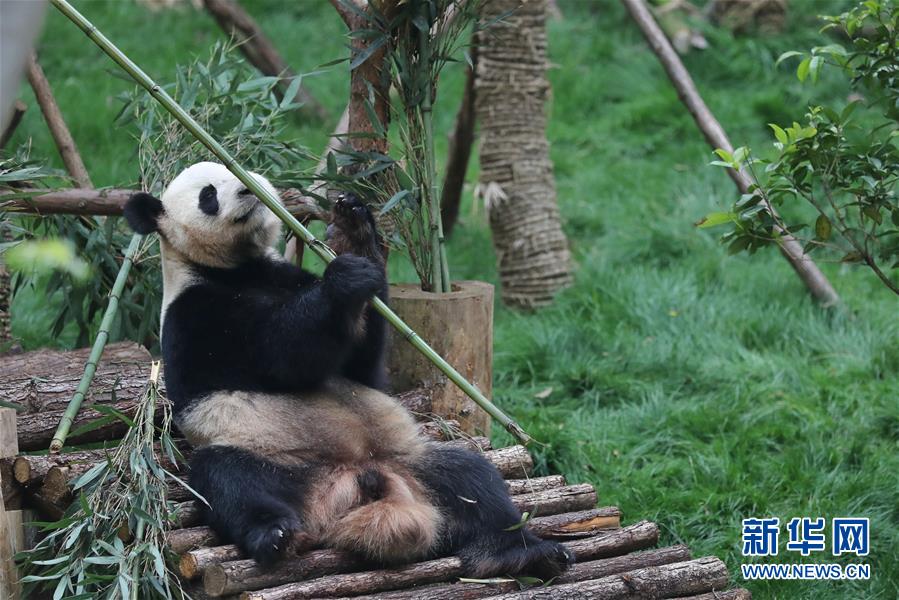 Pandas nascidos no exterior apresentados ao público no sudoeste da China