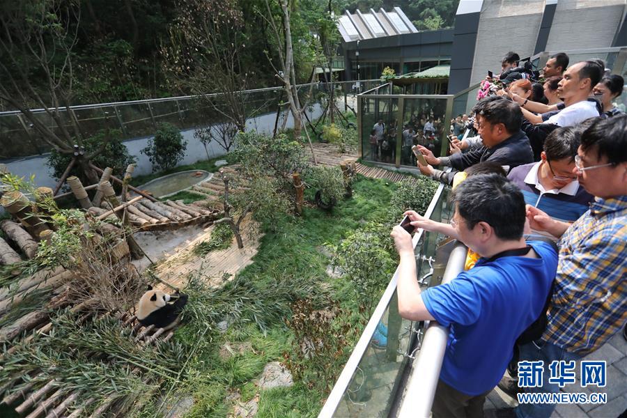 Pandas nascidos no exterior apresentados ao público no sudoeste da China
