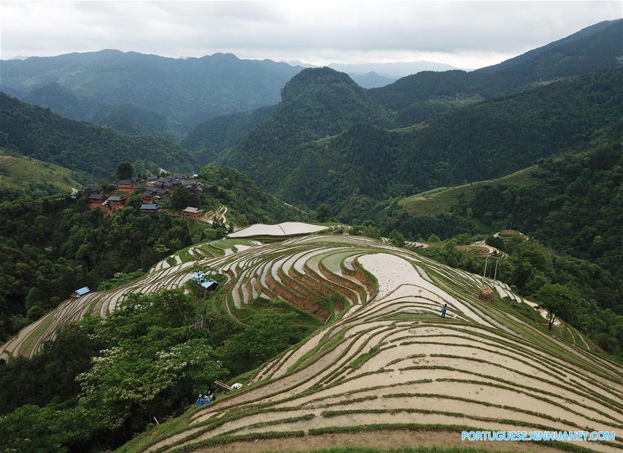 Aldeões do grupo étnico Miao trabalham em campos de terraços em Guizhou