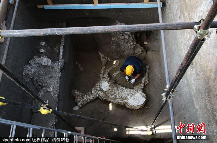 Pompeia: Restos de cavalo descobertos durante escavações arqueológicas em Civita Giuliana