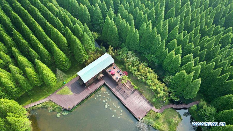 Galeria: Parque Florestal Nacional do Mar Amarelo em Jiangsu