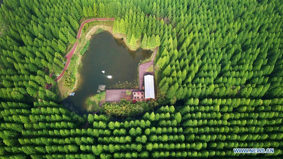 Galeria: Parque Florestal Nacional do Mar Amarelo em Jiangsu