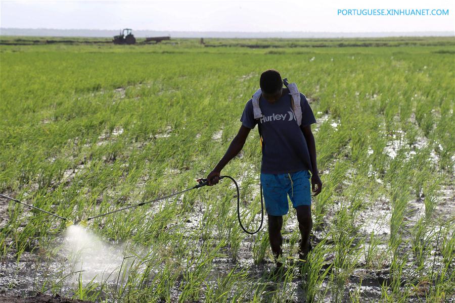 Fazenda de arroz chinesa traz agricultura moderna a Moçambique