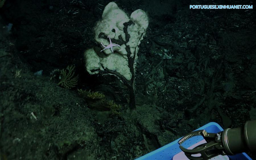 Cientistas descobrem coral de água fria no planalto Ganquan no Mar do Sul da China