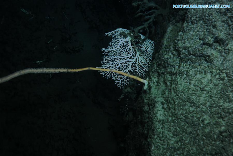 Cientistas descobrem coral de água fria no planalto Ganquan no Mar do Sul da China