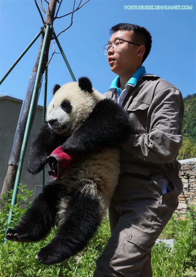 Base de proteção de Shenshuping abriga mais de 50 pandas gigantes em Sichuan, sudoeste da China