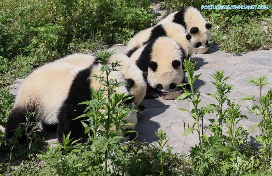 Base de proteção de Shenshuping abriga mais de 50 pandas gigantes em Sichuan, sudoeste da China
