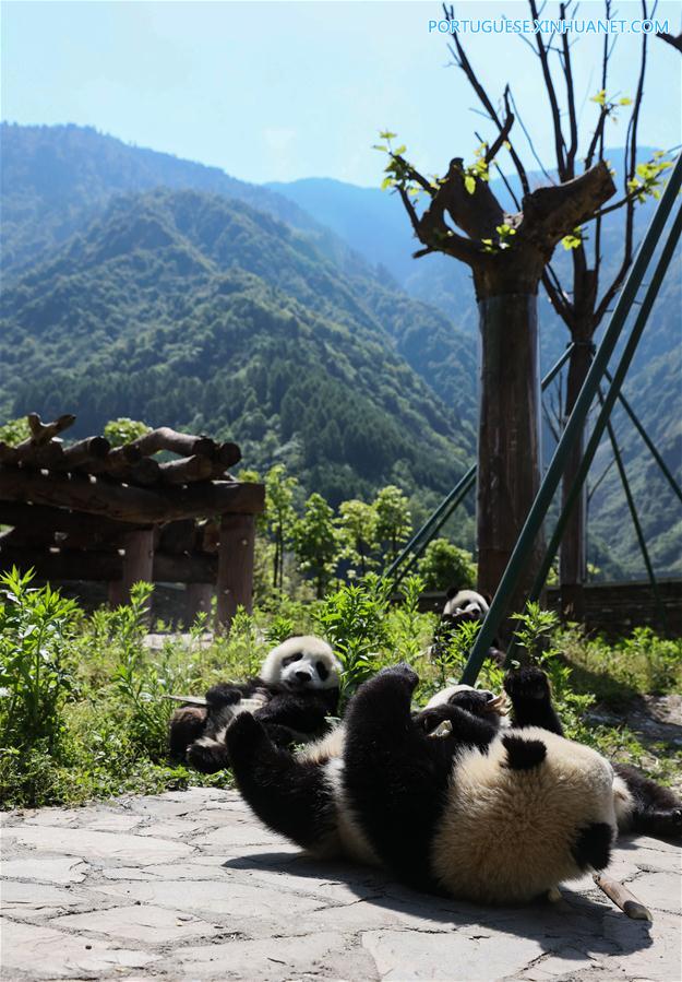 Base de proteção de Shenshuping abriga mais de 50 pandas gigantes em Sichuan, sudoeste da China