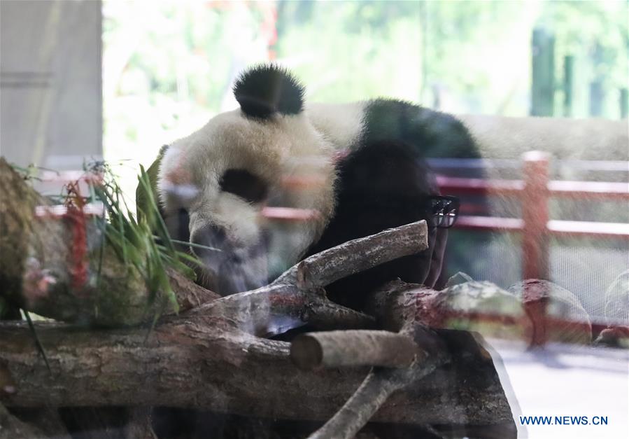 Pandas chineses viram estrelas no Jardim Zoológico de Berlim