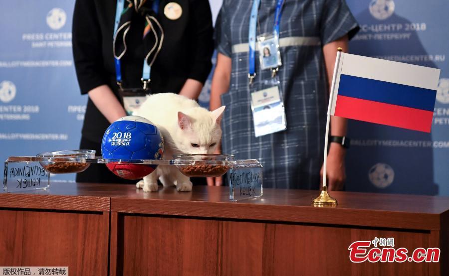 Gato vidente russo prevê vencedores nos jogos da Copa do Mundo