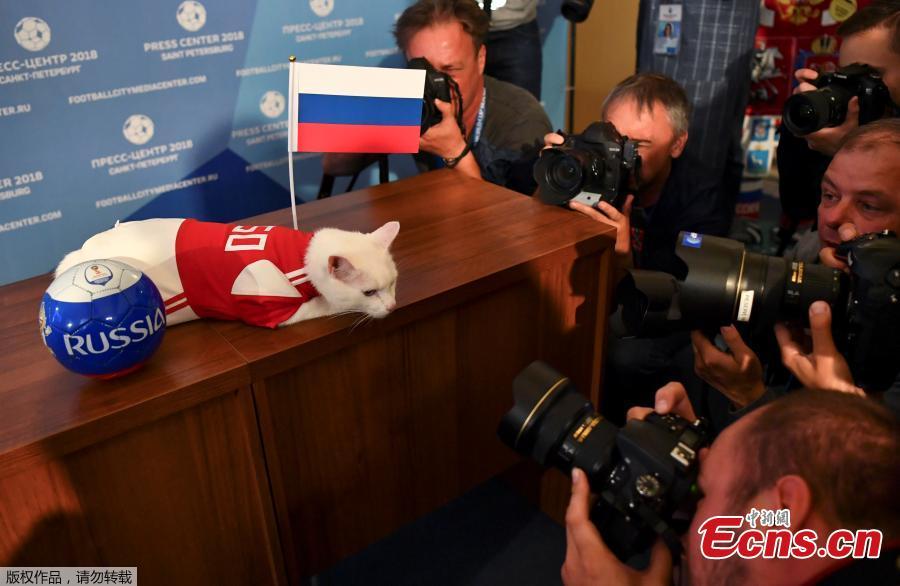 Gato vidente russo prevê vencedores nos jogos da Copa do Mundo