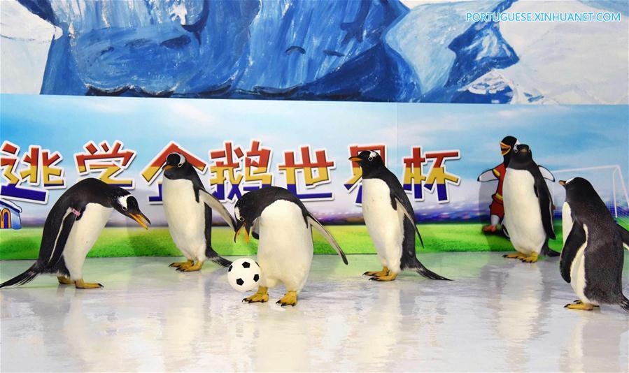 No clima da Copa do Mundo: Pinguins jogam futebol em Harbin