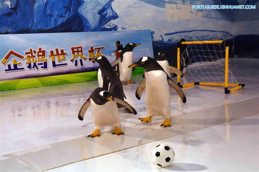 No clima da Copa do Mundo: Pinguins jogam futebol em Harbin