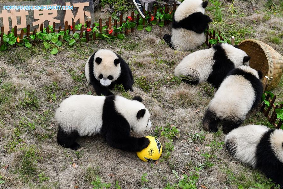 Pandas-gigantes participam de festa de futebol em centro de proteção de Sichuan